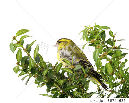 male siskin male siskin 36744625