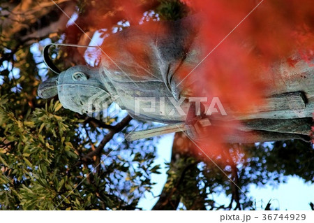 井伊直弼像 井伊直弼像 36744929