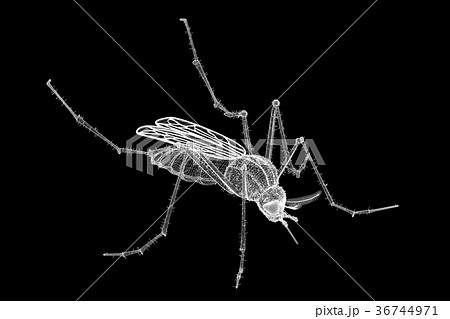mosquito in wire carcass 36744971