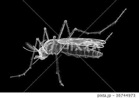 mosquito in wire carcass 36744973