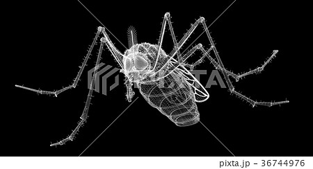 mosquito in wire carcass mosquito in wire carcass 36744976
