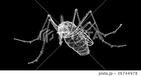 mosquito in wire carcass 36744978