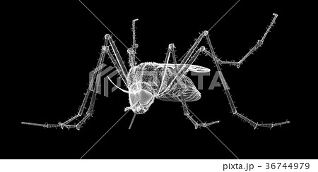 mosquito in wire carcass mosquito in wire carcass 36744979