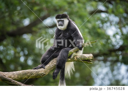 Mantled guereza on a tree Mantled guereza on a tree 36745028