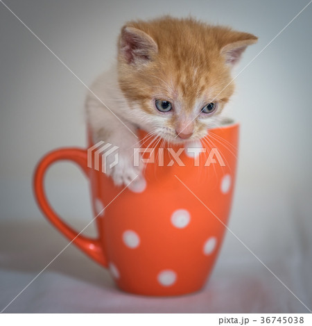 Kitten in orange cup 36745038