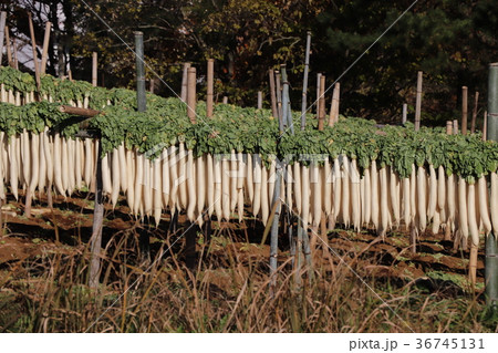 箱根西麓大根干し 36745131