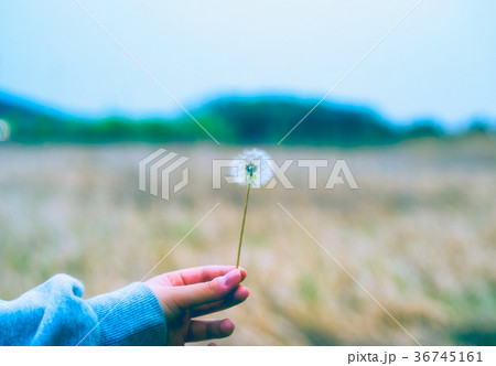 感性 花 願い 36745161