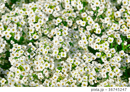 アリッサムの花畑 36745247