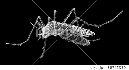 mosquito in wire carcass mosquito in wire carcass 36745339