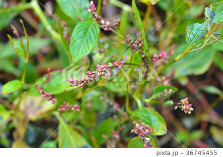 植物:アイ タデ科 植物:アイ タデ科 36745455
