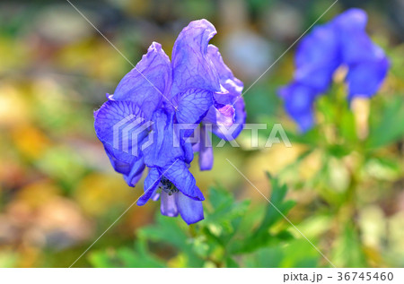 植物:ハナトリカブト キンポウゲ科 植物:ハナトリカブト キンポウゲ科 36745460