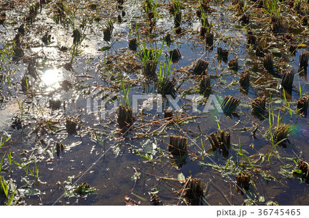 見沼田圃：刈入れが終わって 36745465