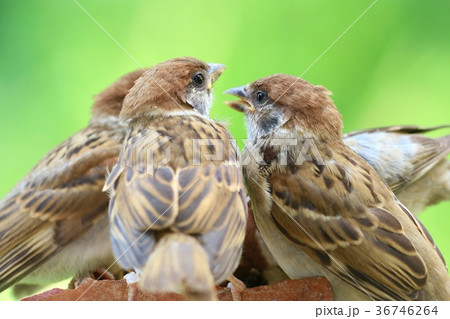 スズメの巣立ち エサやり 親鳥 雛 スズメの巣立ち エサやり 親鳥 雛 36746264
