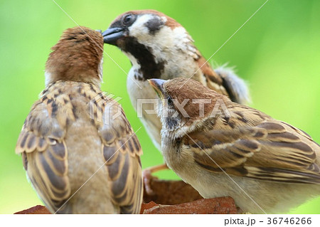 スズメの巣立ち エサやり 親鳥 雛 スズメの巣立ち エサやり 親鳥 雛 36746266