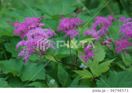 京鹿子　キョウガノコ　花言葉は「努力」 36746571