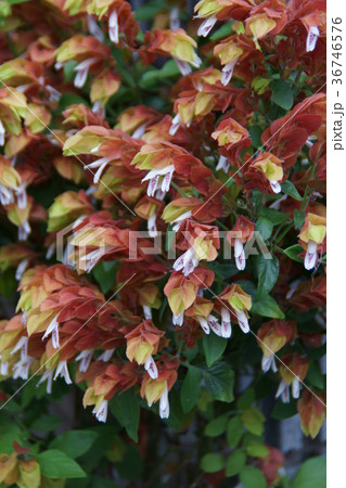 小海老草　コエビソウ　花言葉は「ひょうきん」 36746576