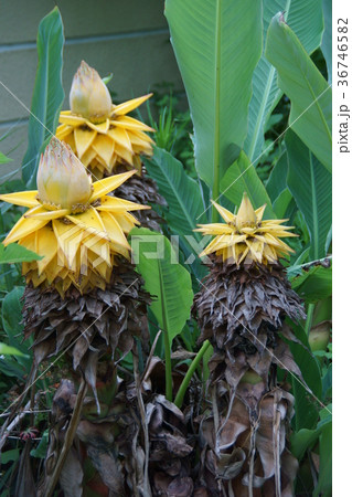 地湧金蓮　チュウキンレン　花言葉は「幸福を招く」 36746582