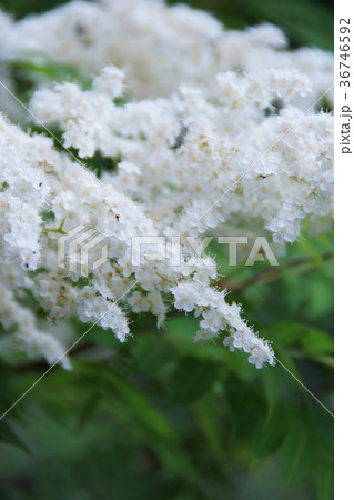 七竈　ナナカマド　花言葉は「賢明」 36746592