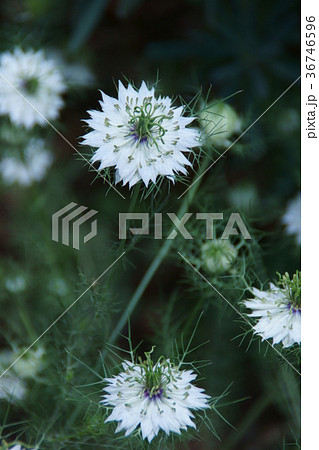 黒種草 クロタネソウ 花言葉は「深い愛」 黒種草 クロタネソウ 花言葉は「深い愛」 36746596