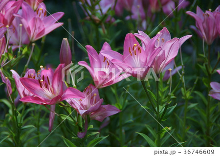 透百合　スカシユリ　花言葉は「注目を浴びる」 36746609