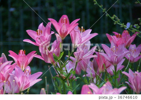 透百合　スカシユリ　花言葉は「注目を浴びる」 36746610