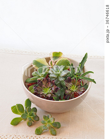 多肉植物 36746618