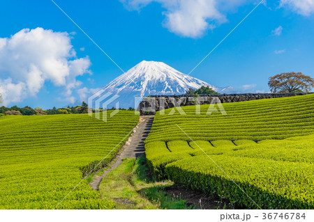 【静岡県】富士山と茶畑 【静岡県】富士山と茶畑 36746784