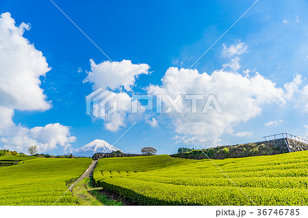 【静岡県】富士山と茶畑 【静岡県】富士山と茶畑 36746785