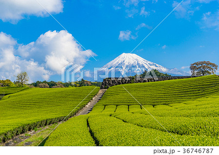【静岡県】富士山と茶畑 【静岡県】富士山と茶畑 36746787