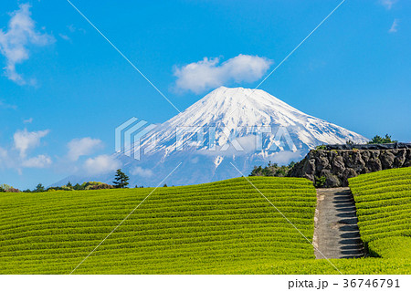 【静岡県】富士山と茶畑 36746791