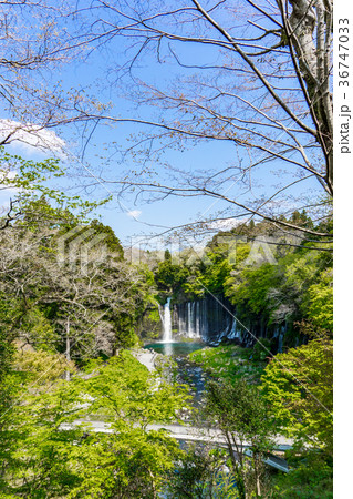 【静岡県】白糸の滝 36747033