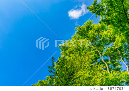 【静岡県】自然イメージ 36747034