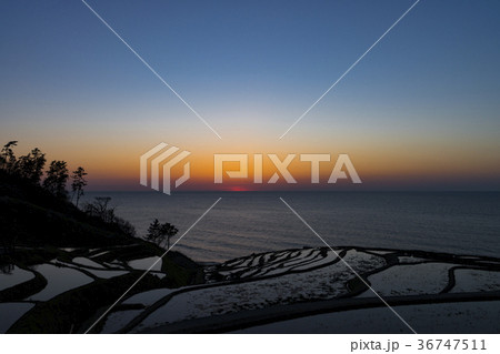 夕暮れの白米千枚田 36747511