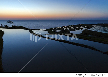 たそがれ時の白米千枚田 36747516