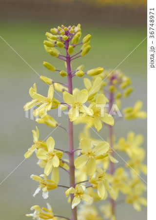 ハボタンの花 36748971
