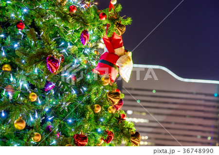【神奈川県】クリスマスツリー 【神奈川県】クリスマスツリー 36748990