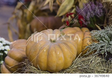 ribbed orange two pumpkins in the hay 36749640
