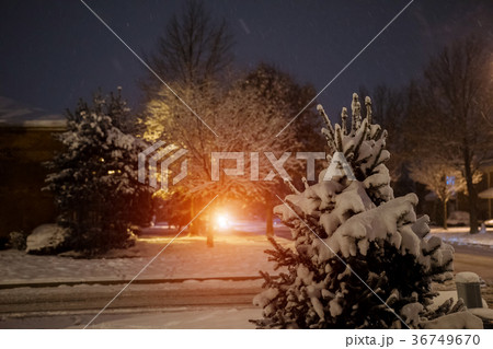 Snow covered trees and falling snow 36749670