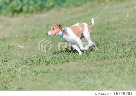 ジャックラッセルテリア 36749782