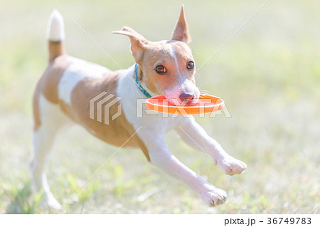 ジャックラッセルテリア 36749783