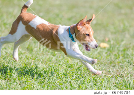 ジャックラッセルテリア ジャックラッセルテリア 36749784