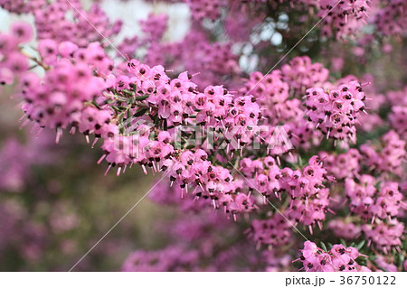 ジャノメエリカの花 36750122