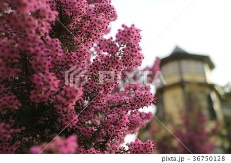 ジャノメエリカの花 36750128