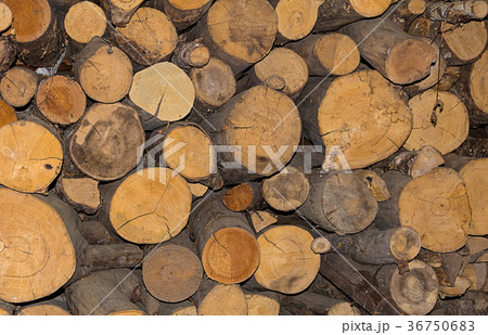 log cut down abunch number trees close-up 36750683