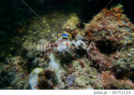 Tropical coral reef with nudibranch Tropical coral reef with nudibranch 36751129