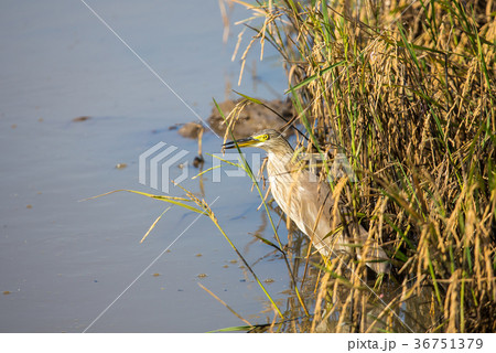 Javan Pond Heron in the field. Javan Pond Heron in the field. 36751379