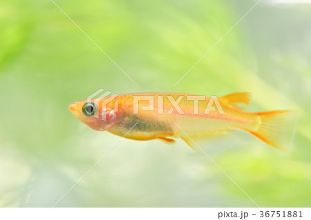 ヒメダカの写真素材