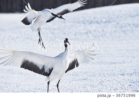 着陸するタンチョウ(北海道・鶴居) 着陸するタンチョウ(北海道・鶴居) 36751996