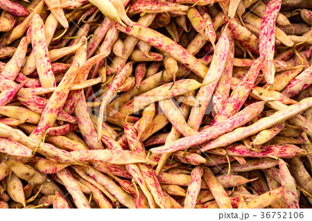 Cranberry beans for sale 36752106
