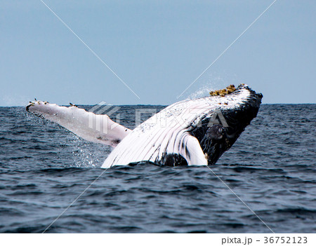 Humpback Whale Breaches 36752123